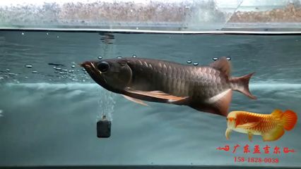 孟吉爾龍魚查詢系統：孟吉爾紅龍魚查詢系統