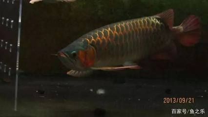 孟吉爾龍魚查詢系統：孟吉爾紅龍魚查詢系統