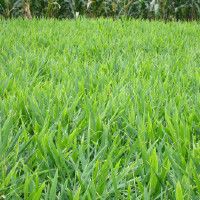 魟和鰩怎么區分