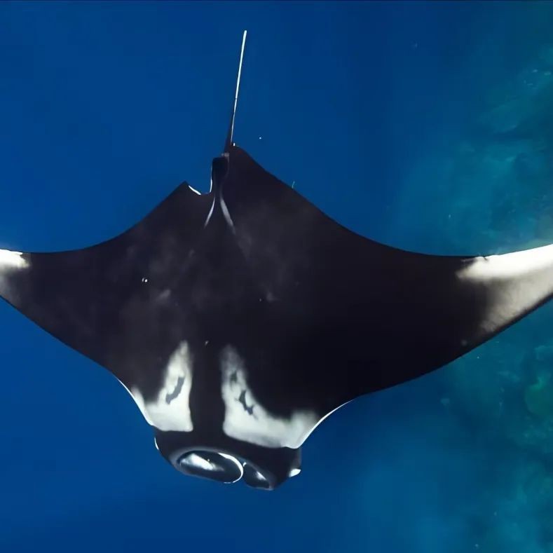 魟和鰩怎么區分