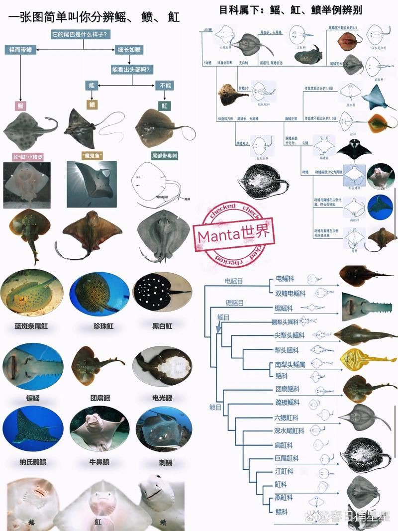 魟和鰩怎么區分