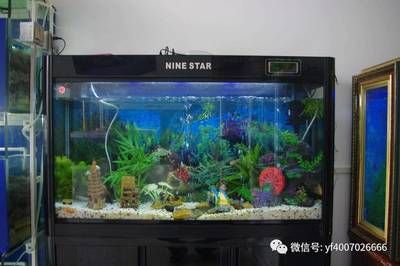 龍魚魚缸視頻大全：龍魚魚缸視頻大全詳情