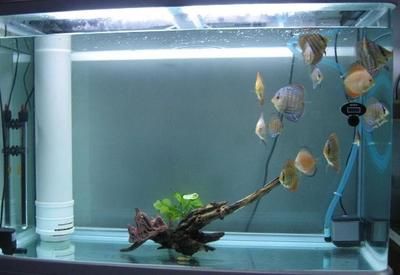 給魚缸加氧的方法：如何給魚缸加氧