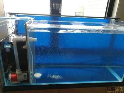 給魚缸加氧的方法：如何給魚缸加氧