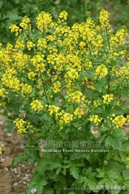紅芥子好還是黃芥子好