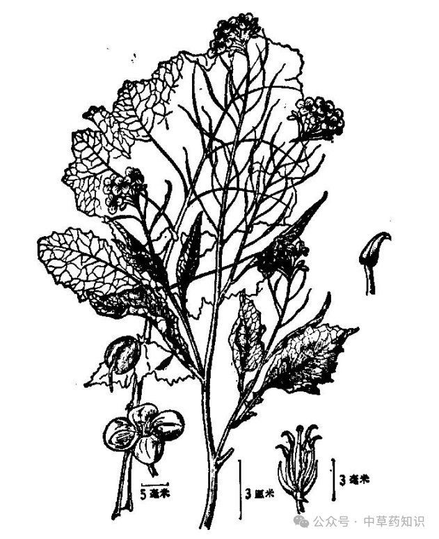 紅芥子好還是黃芥子好