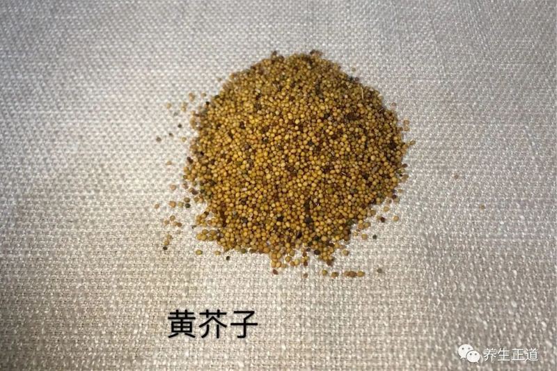 紅芥子好還是黃芥子好
