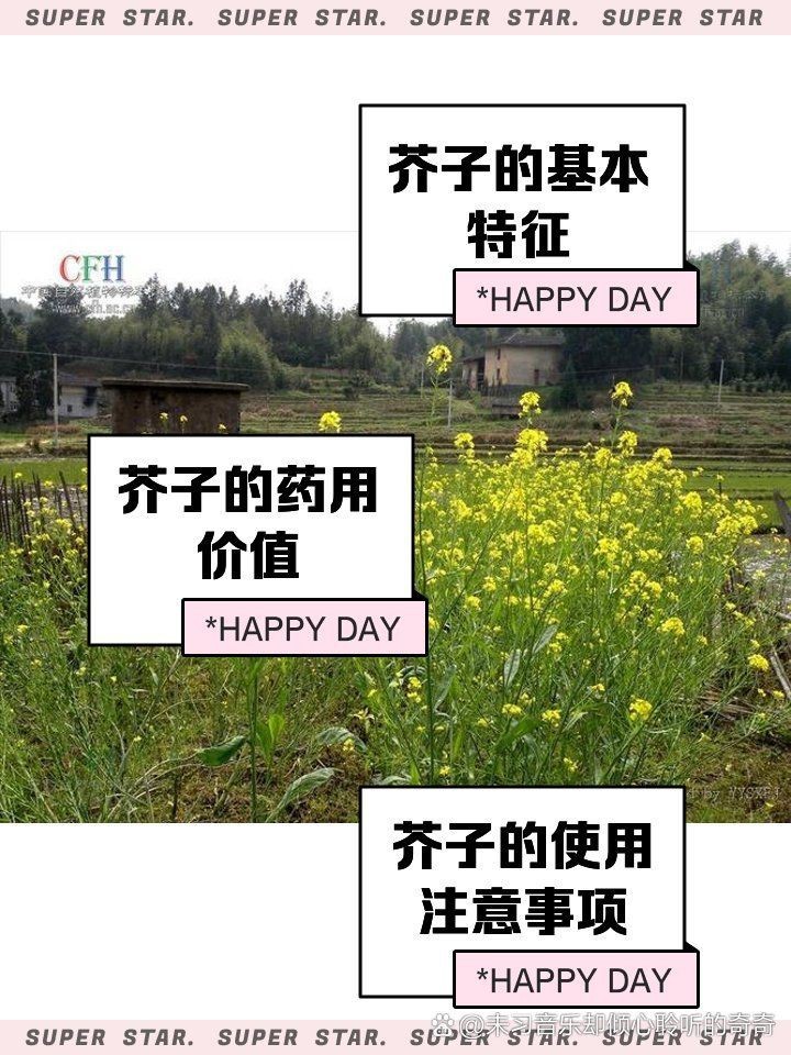 紅芥子好還是黃芥子好