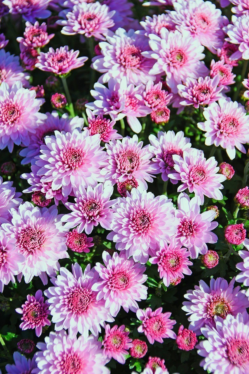 市北區吳麗香花卉店