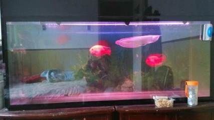 如何挑選二手魚缸：呼市（呼和浩特市）二手魚缸售賣市場可以通過在線平臺和實體店鋪進行查找