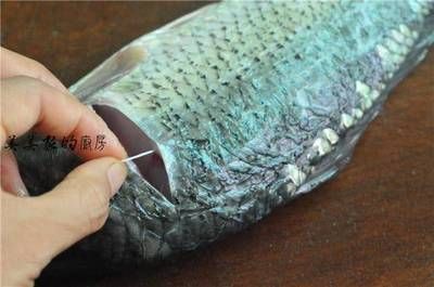 龍魚鱗上有白點為什么：龍魚鱗片上出現白點是怎么回事