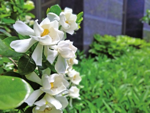 四川人喊的仔鰱魚是啥