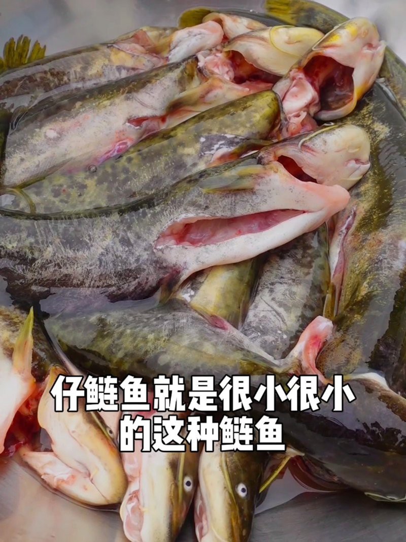 四川人喊的仔鰱魚是啥