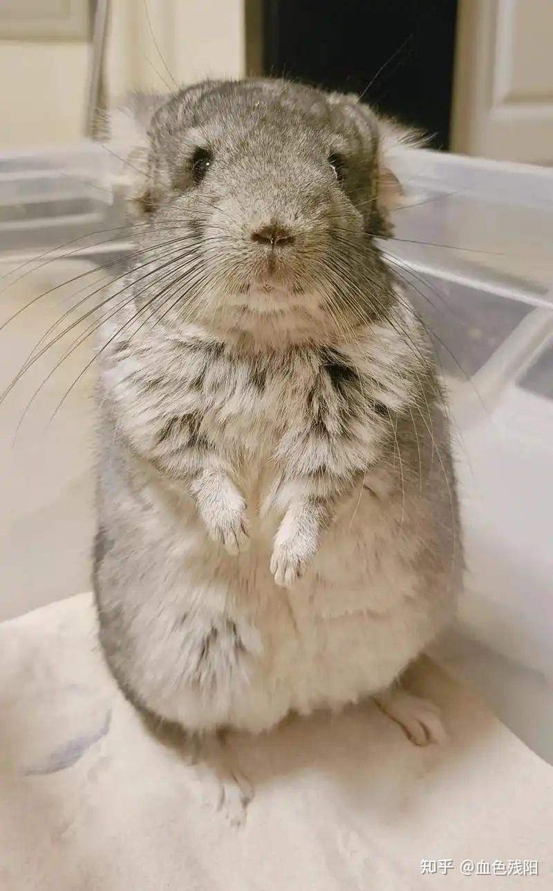 龍貓最討厭三個東西