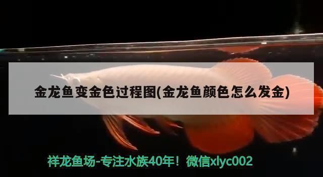 推薦幾款適合過(guò)背金龍的LED燈