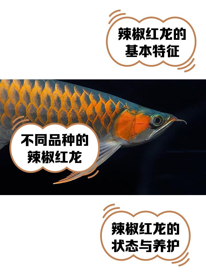 綠皮辣椒紅龍魚的特點
