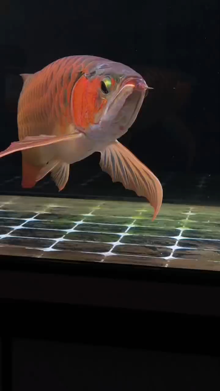 看我的混養成功