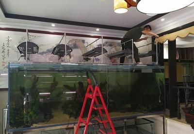 養(yǎng)龍魚必備