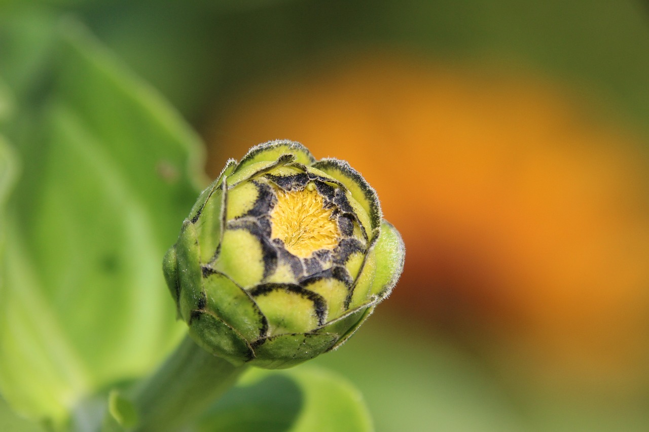 肥城市健文熱帶魚養殖廠（肥城市健文熱帶魚養殖廠地址）