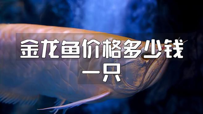 金龍魚價格多少一條