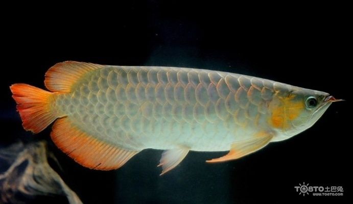 龍魚可以喂小魚嗎怎么喂，如何正確喂養小龍魚