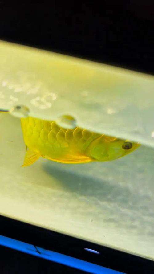 有沒有龍魚爬背的實例圖片？