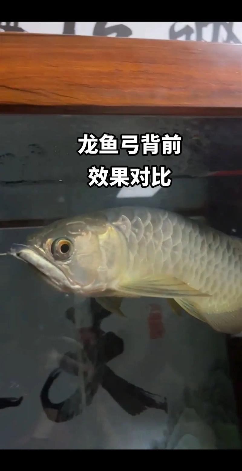 有沒有龍魚爬背的實例圖片？