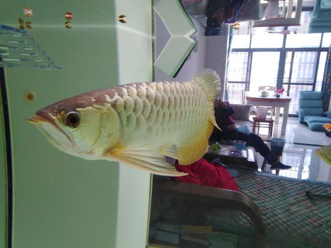 有沒有龍魚爬背的實例圖片？