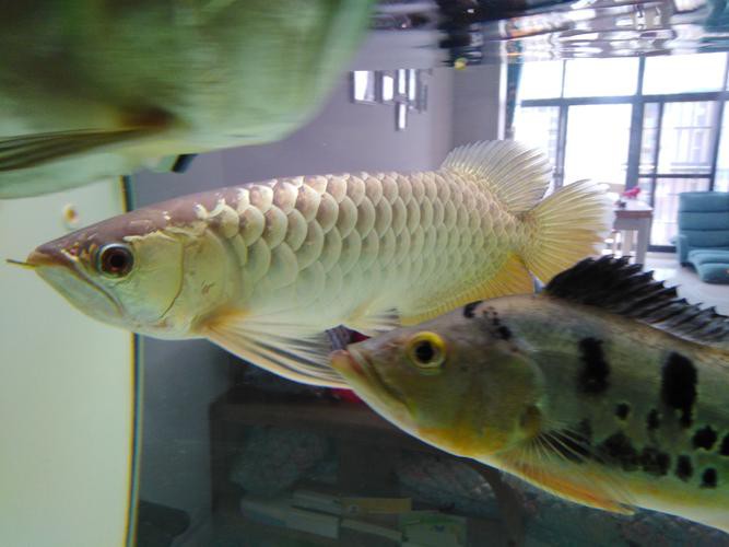 有沒有龍魚爬背的實例圖片？
