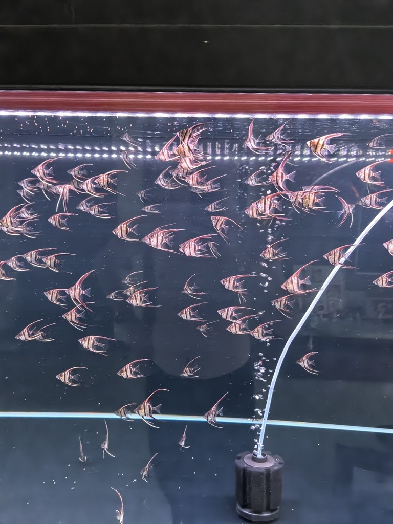 埃及神仙魚F1小苗出售