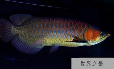 紅龍魚品種等級劃分標準：紅龍魚品種等級劃分標準，紅龍魚品種和等級劃分標準