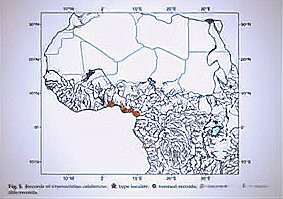 恐龍魚能混養嗎