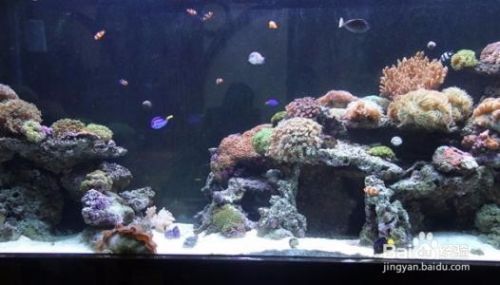 魚缸頂部裝飾：魚缸頂部裝飾的詳細信息：魚缸頂部裝飾風水講究