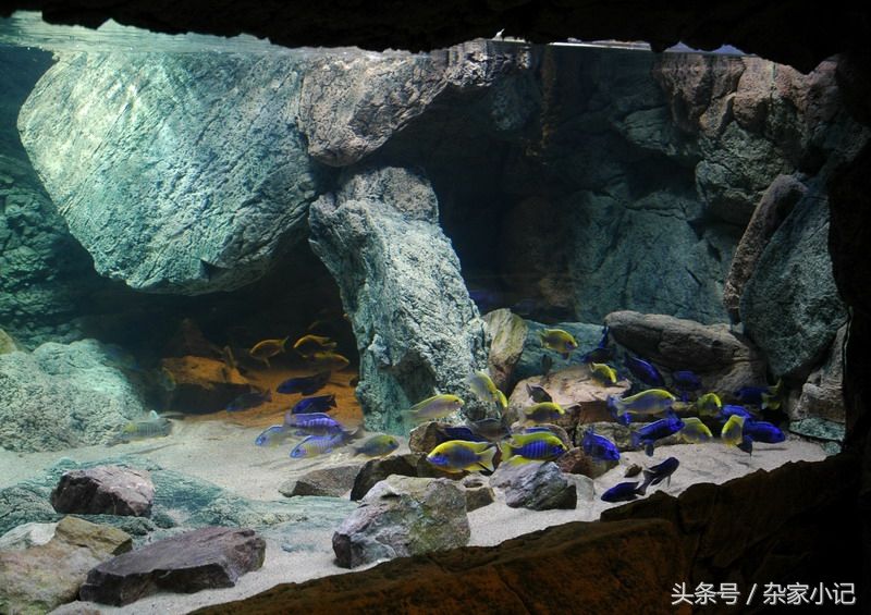 鯛魚(yú)魚(yú)缸造景的基本步驟和方法：鯛魚(yú)魚(yú)缸造景方法視頻