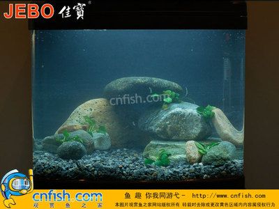 鯛魚(yú)魚(yú)缸造景的基本步驟和方法：鯛魚(yú)魚(yú)缸造景方法視頻