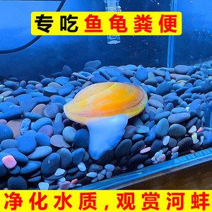 飼養河蚌飼養河蚌需要考慮水質、食物來源以及氧氣供應等因素：養殖河蚌需要注意什么？