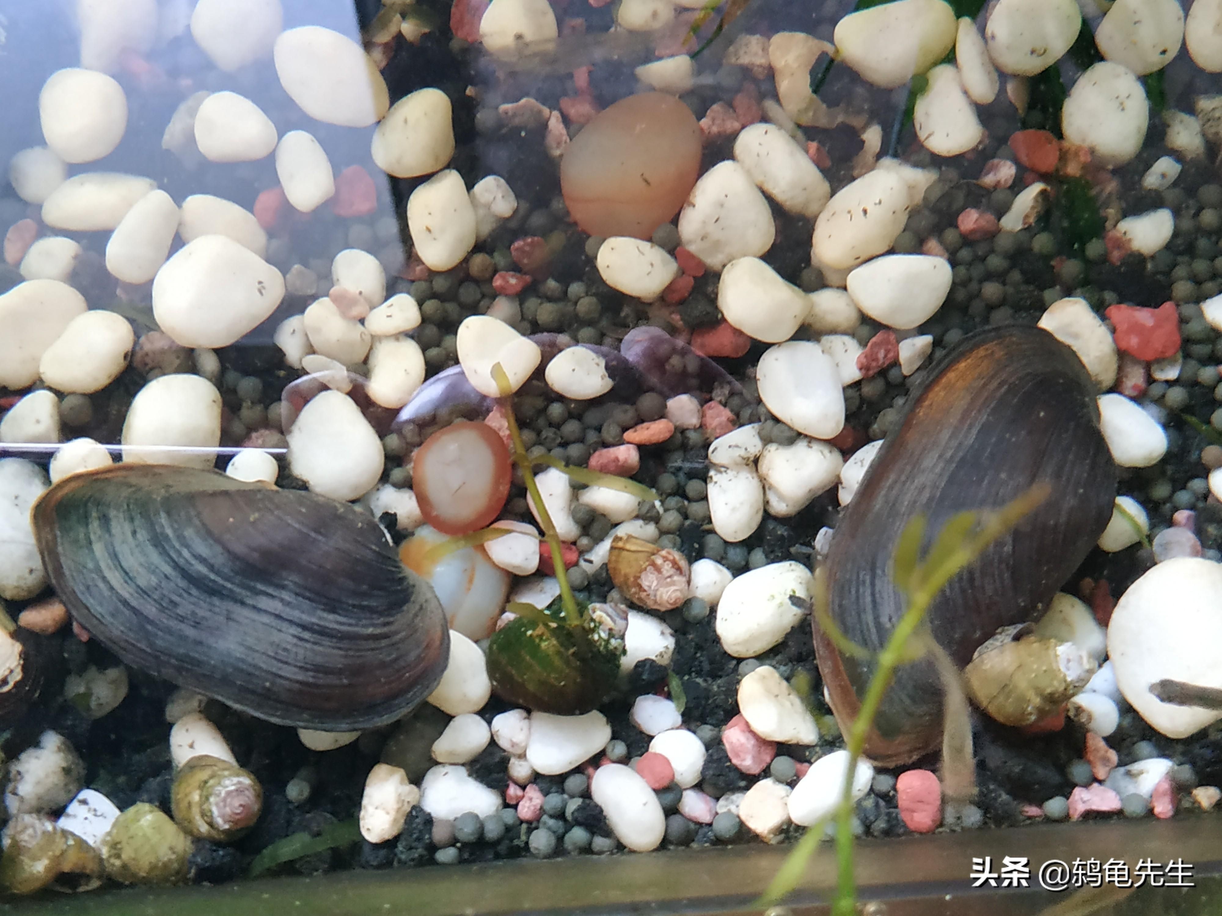 飼養河蚌飼養河蚌需要考慮水質、食物來源以及氧氣供應等因素：養殖河蚌需要注意什么？