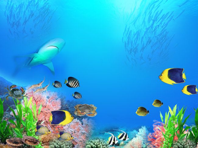 龍魚缸背景圖案（如何選擇龍魚缸背景圖案）