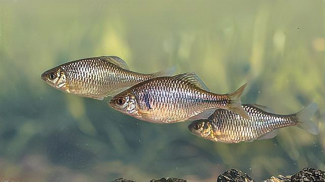 白霉病會傳染給其他魚嗎？