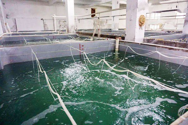 白霉病會傳染給其他魚嗎？