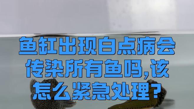 白霉病會傳染給其他魚嗎？