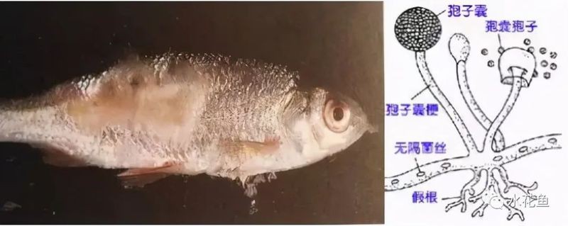 白霉病會傳染給其他魚嗎？