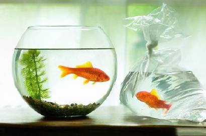 龍魚死亡后多久進行風水調整合適？
