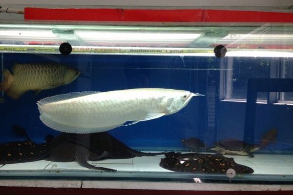 養的銀龍魚可以吃嗎