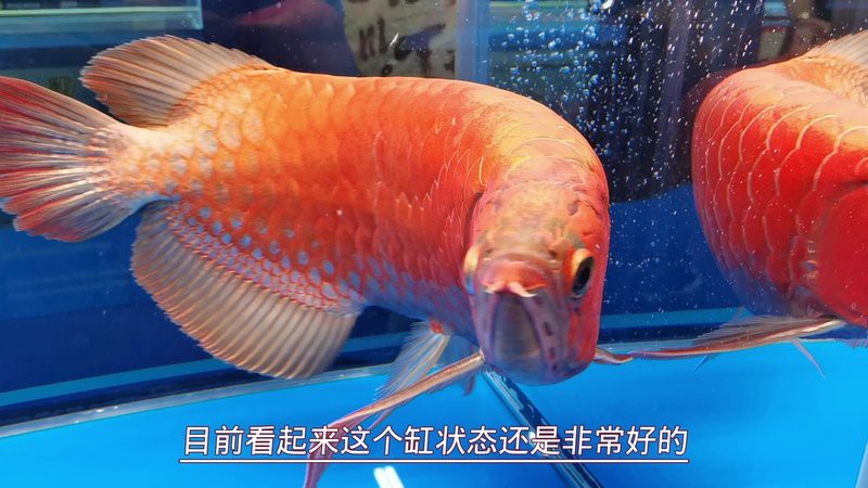 紅龍魚的最好品種視頻大全圖解