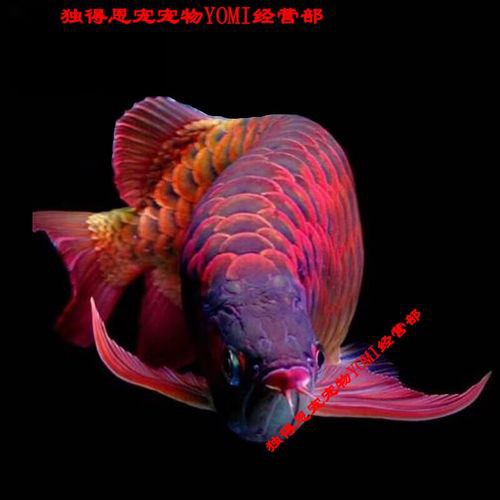 紅龍魚的最好品種視頻大全圖解