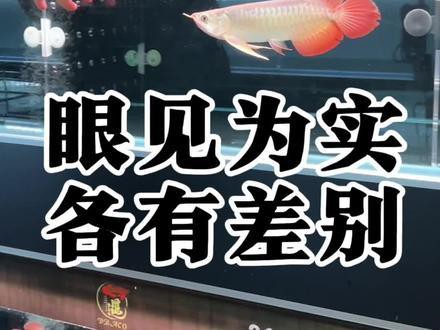 紅龍魚的最好品種視頻大全圖解