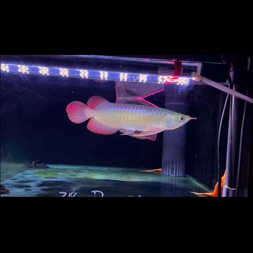 紅龍魚的最好品種視頻大全圖解