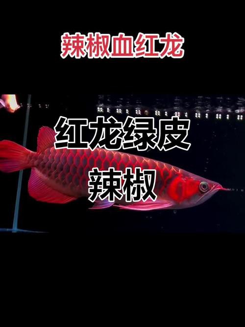 紅龍魚的最好品種視頻大全圖解