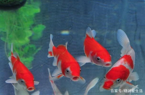如何改善魚缸內(nèi)光照條件：如何改善魚缸光照條件